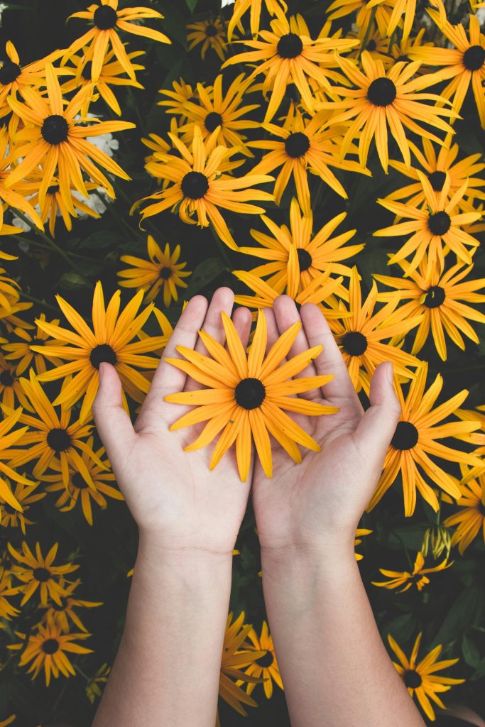 pexels photo 1697912 1697912 Close-up of hands holding vibrant yellow daisies, showcasing natural beauty and floral pattern.